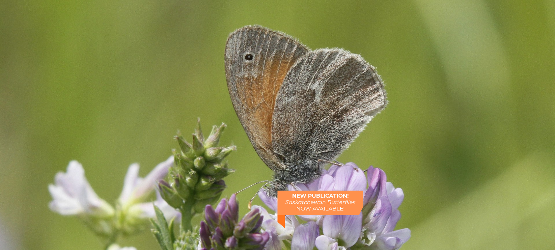 Saskatchewan Butterflies book launch image