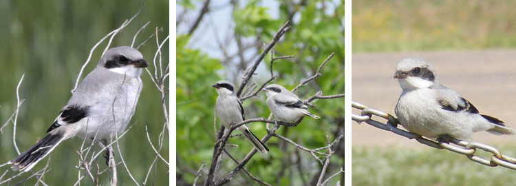 Loggerhead Shrike image