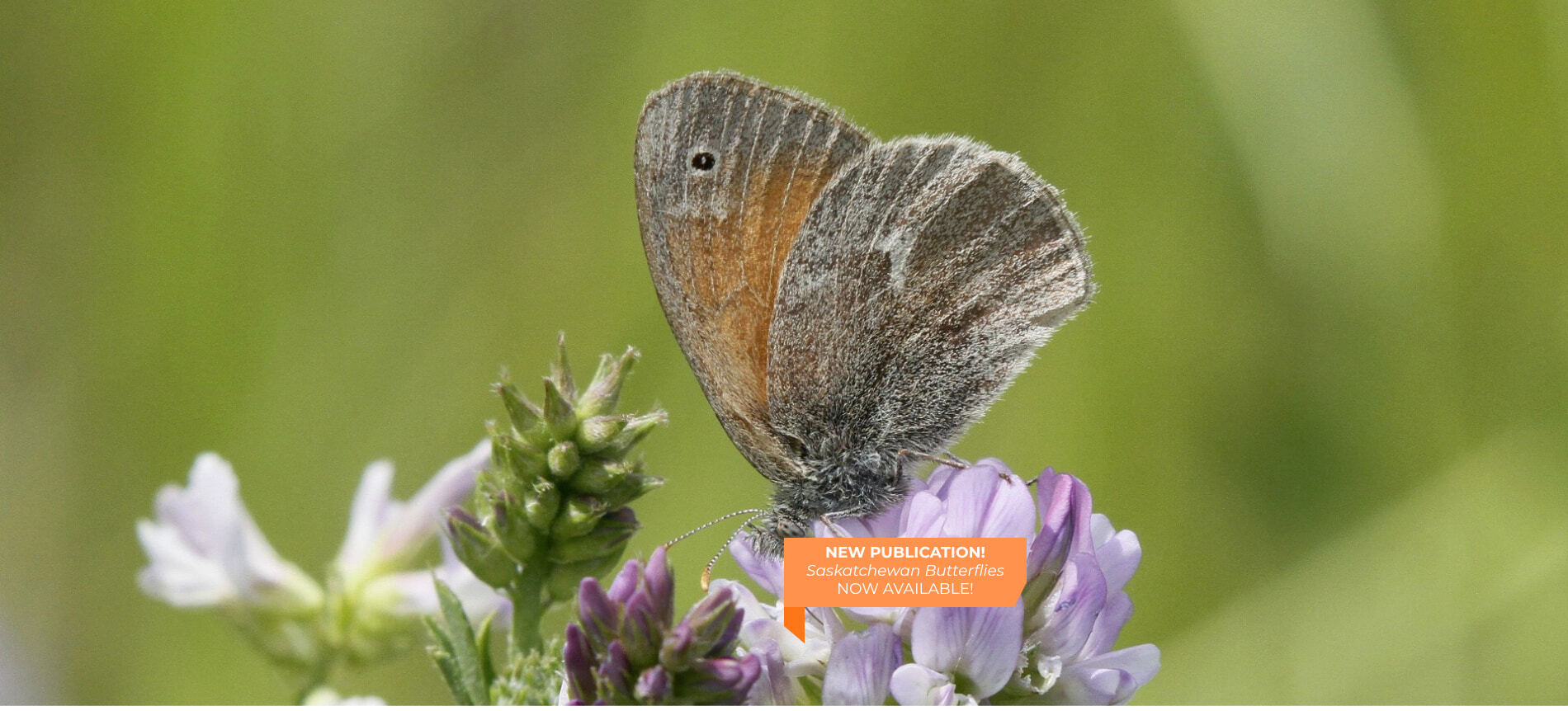 Saskatchewan Butterflies book launch image