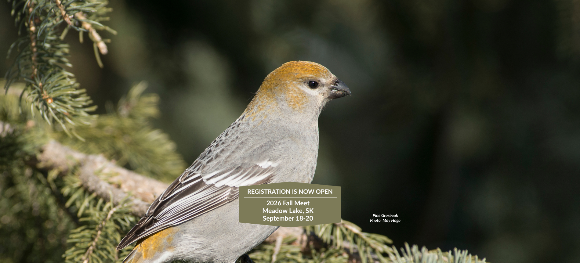 photo of Pine Grosbeak for Fall Meet 2026