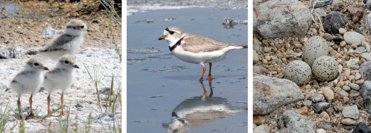 piping plover image