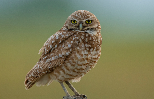 Burrowing owl photo by Boyd Coburn